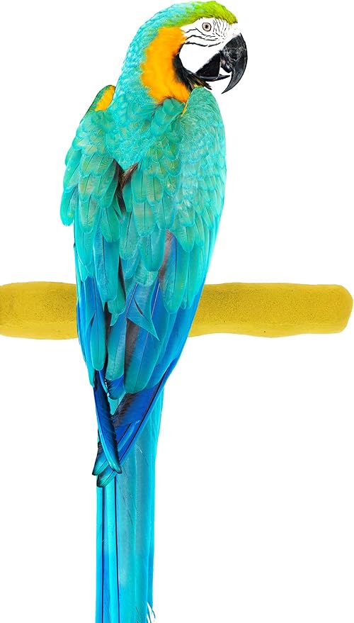 Sweet Feet and Beak Comfort Grip Safety Perch by SweetFeetBeak