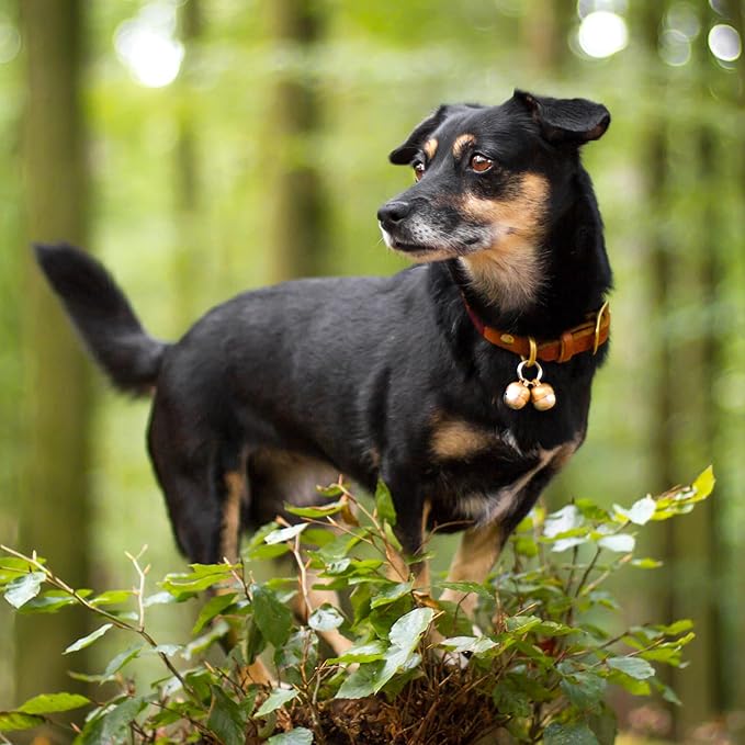 Beau's Bells 2 Extra Loud Cat & Dog Bells | Pet Tracker | Save Birds & Wildlife - Image 5