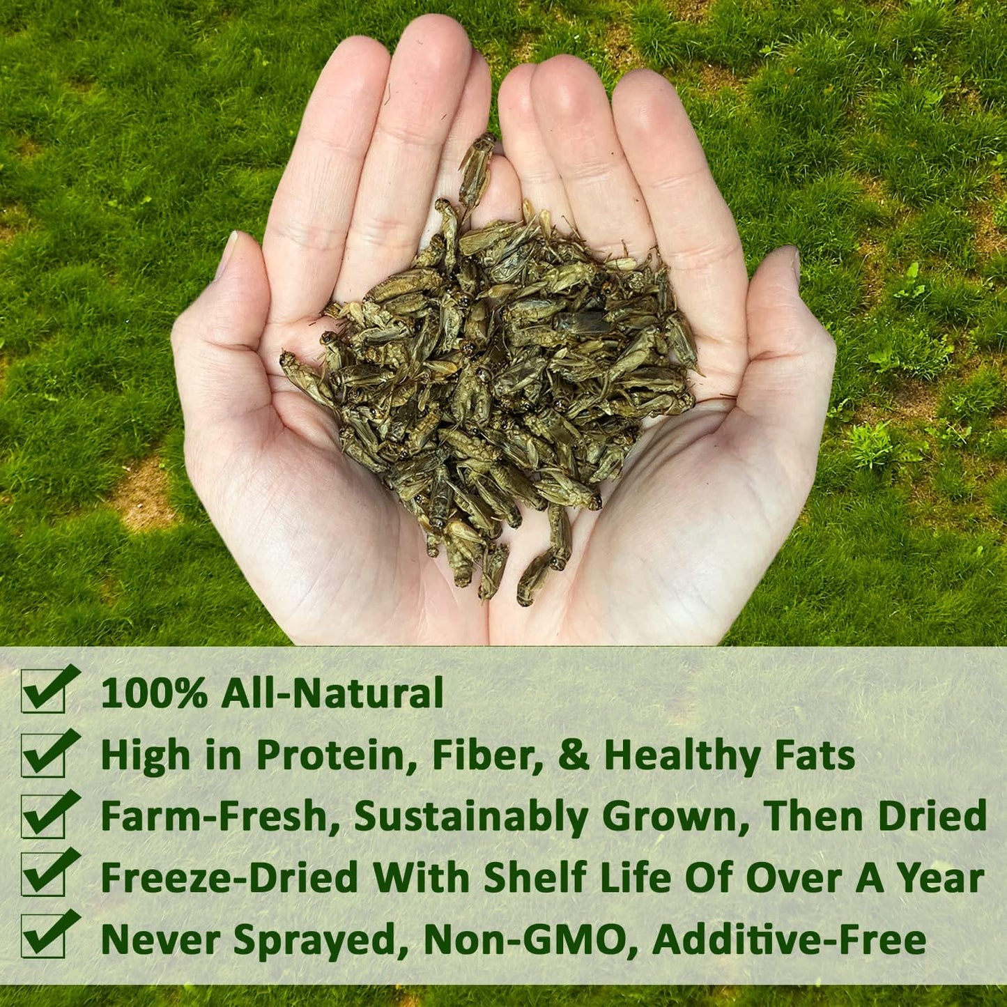 1/2 Pound Dried Crickets - High Protein Insect Treat - Chickens, Wild Birds, Hedgehogs, Bluebirds, Reptiles, Sugar Gliders, Opossums, Skunks, Lizards, Bearded Dragons, Fish, Turtles 8 oz. (1 Pack)