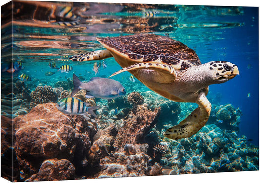 wall26 Canvas Print Wall Art Tropical Turtle Coral Reef Deep Sea Dive Nature Animals Photography Realism Rustic Scenic Landscape Wilderness Earth Colorful for Living Room, Bedroom, Office - 12"x18"