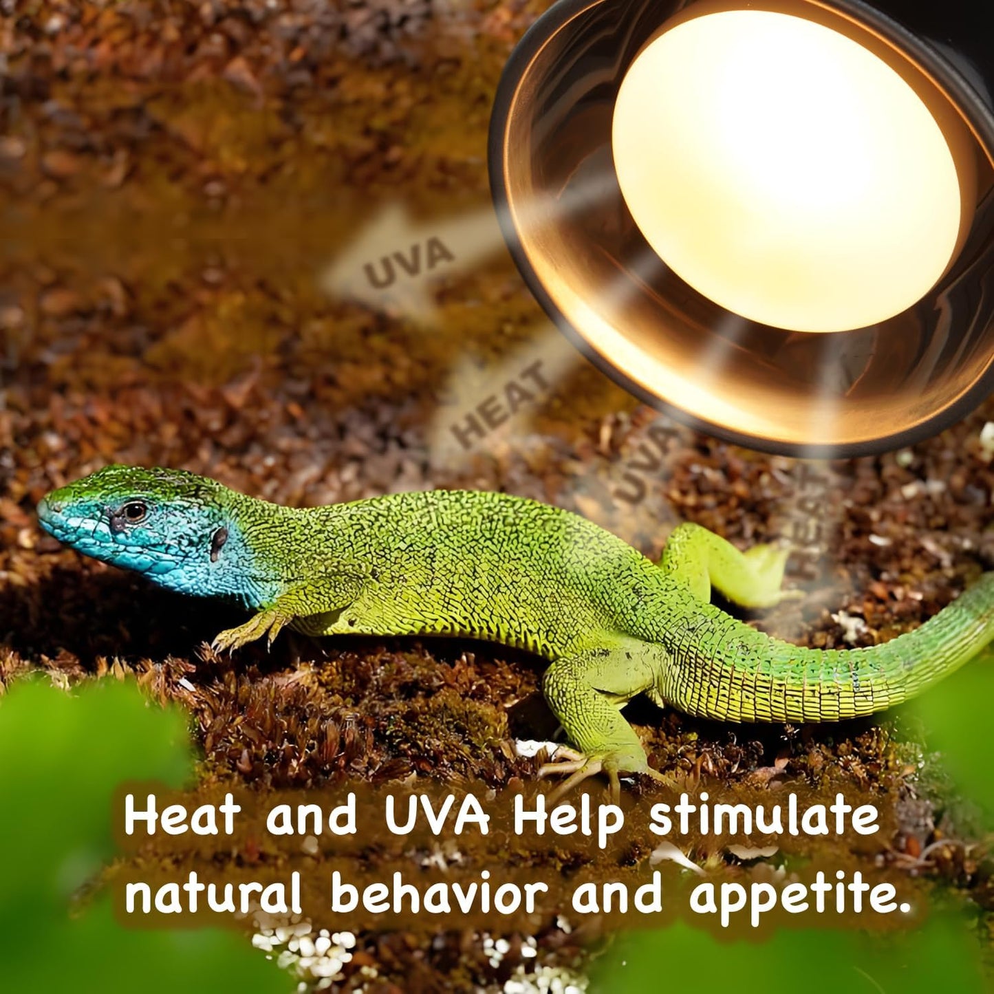 MRREPTILE Reptile Heat Lamp Bulbs, 2-Pack 100W Daylight Basking Bulbs, Reptile Basking Lamps, Bearded Dragon Basking Light, Simulated Natural Basking for Reptiles Snakes Lizards Tortoise Heater