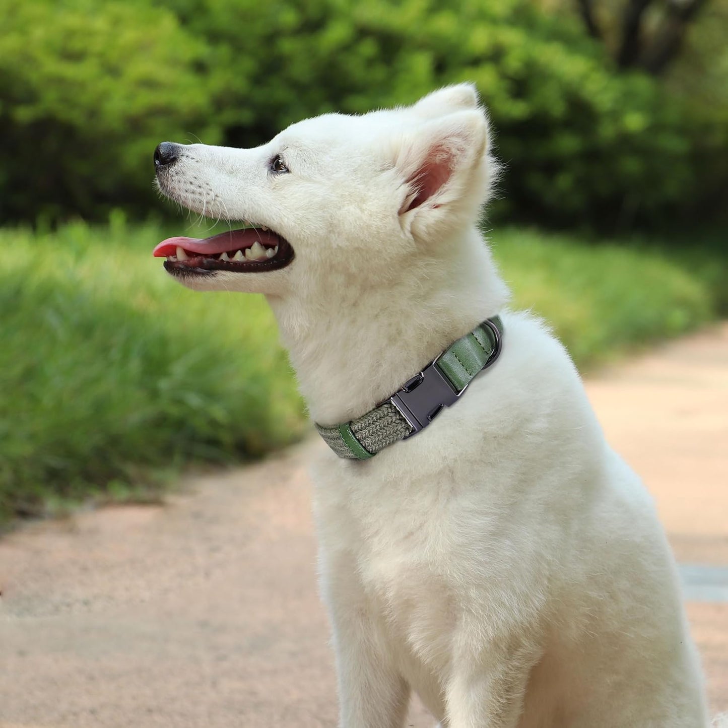 PET ARTIST Soft Cotton Dog Collars for Medium Dogs in Stylish Green, Simple Dog Collar with Quick Release Metal Buckle & D Ring, M Size (13-21")