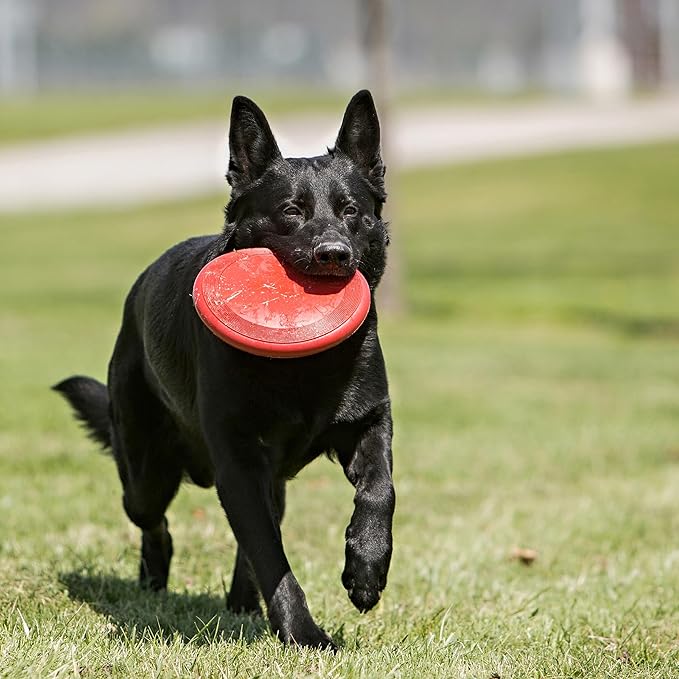 KONG Flyer - Durable Dog Toy for Outdoor Playtime - Natural Rubber Flying Disc - Image 3
