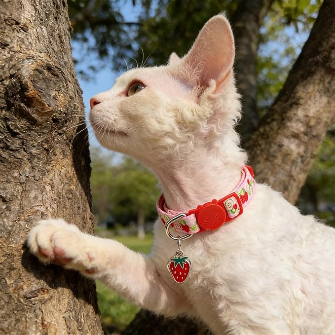 EXPAWLORER Flower Cat Collar Breakaway - Image 9