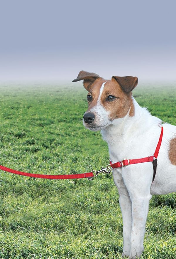 PetSafe Easy Walk No-Pull Dog Harness - Image 2