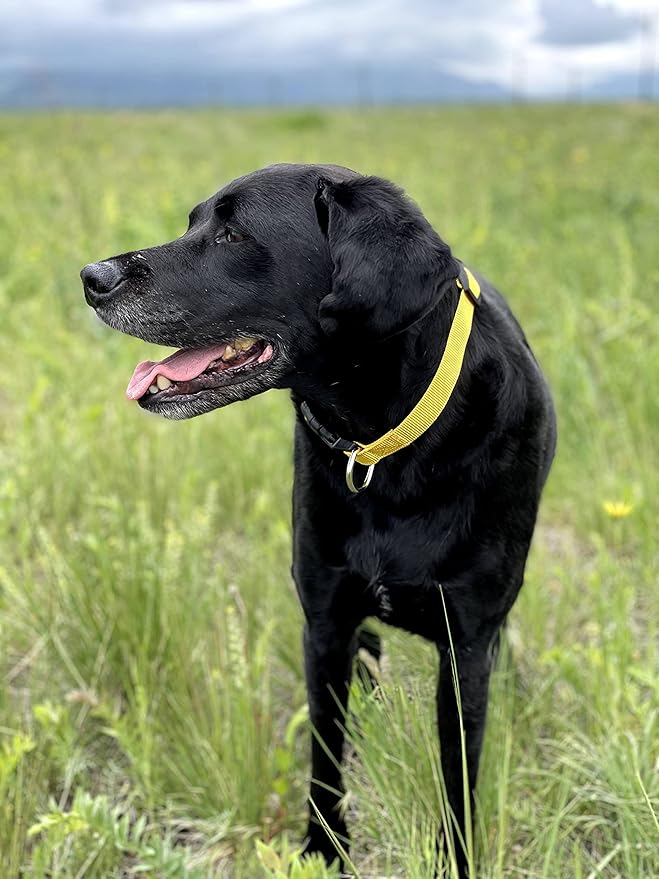 Native Pup Basic Nylon Dog Collar, Adjustable - Image 6