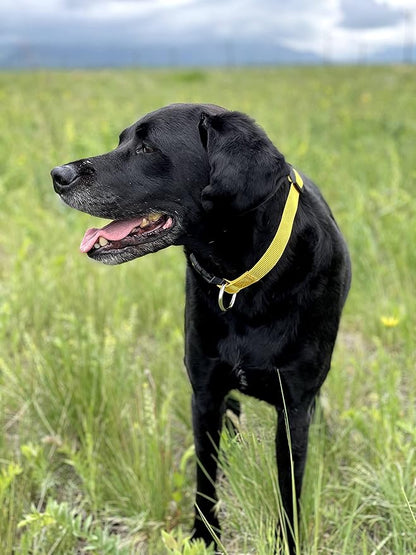 Native Pup Basic Nylon Dog Collar, Adjustable - Image 6