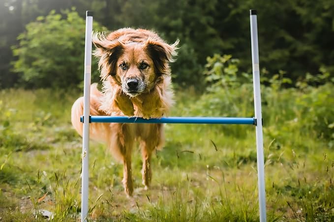 Better Sporting Dogs 3 Piece Essential Dog Agility Equipment Set | Agility Jump - Image 8