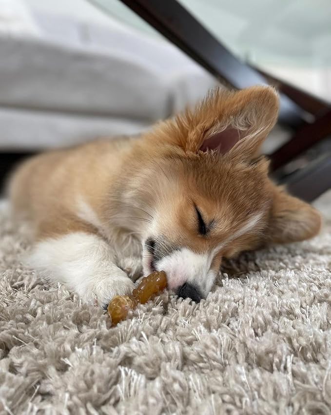 Nylabone Ring Bone & Teething Bone Puppy Chew Toy - Image 2