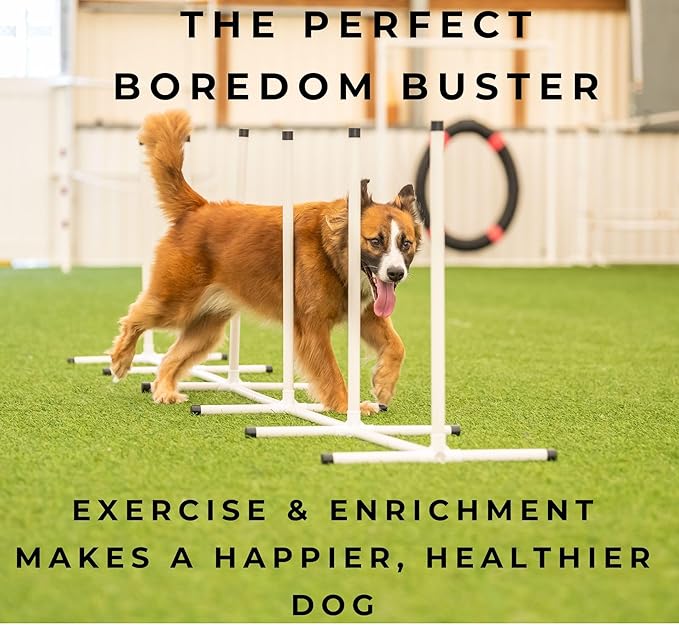 Better Sporting Dogs Elite Agility Set - Image 7