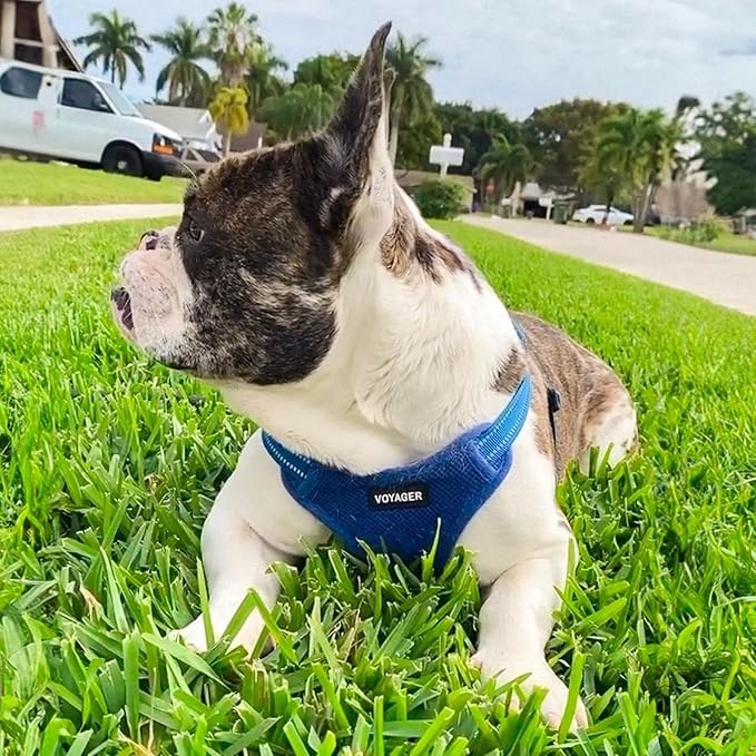 Best Pet Supplies Voyager Adjustable Step-in Flex Breathable Mesh Dog Harness - Image 7