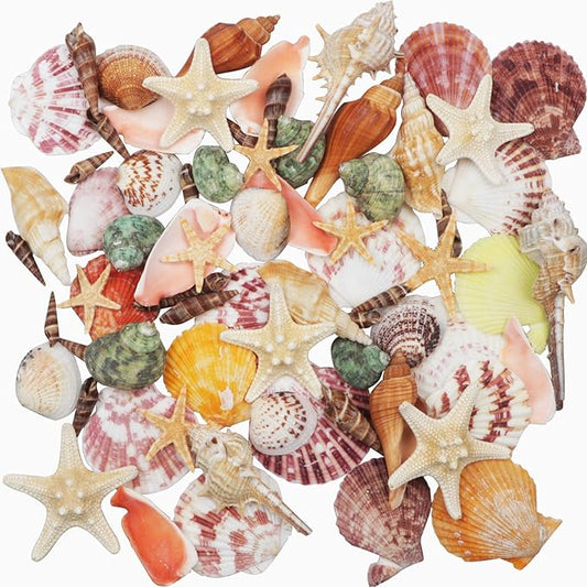 Sea Shells Mixed Beach Seashells 9 Kinds 1.2"-3.5 "Various Sizes Natural by Fangoo