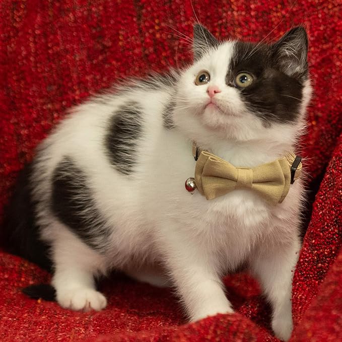 Cat Collar Breakaway Bowtie Safety - Image 2