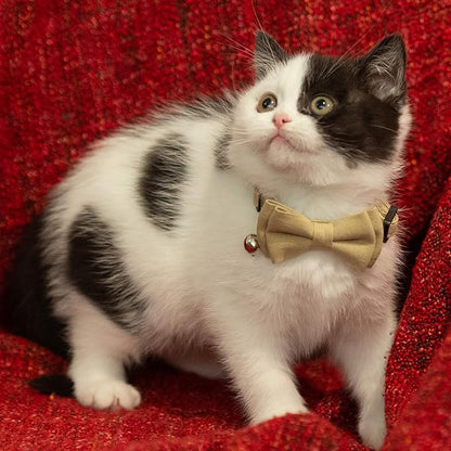 Cat Collar Breakaway Bowtie Safety - Image 2