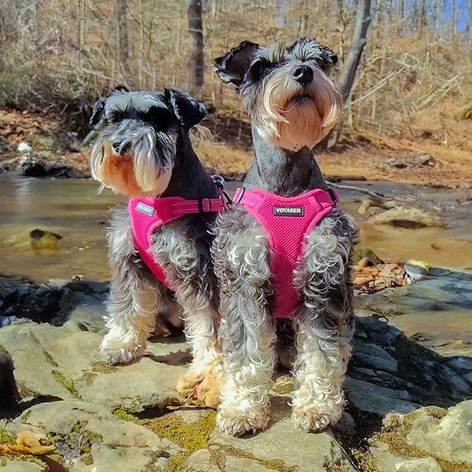 Best Pet Supplies Voyager Adjustable Step-in Flex Breathable Mesh Dog Harness - Image 7