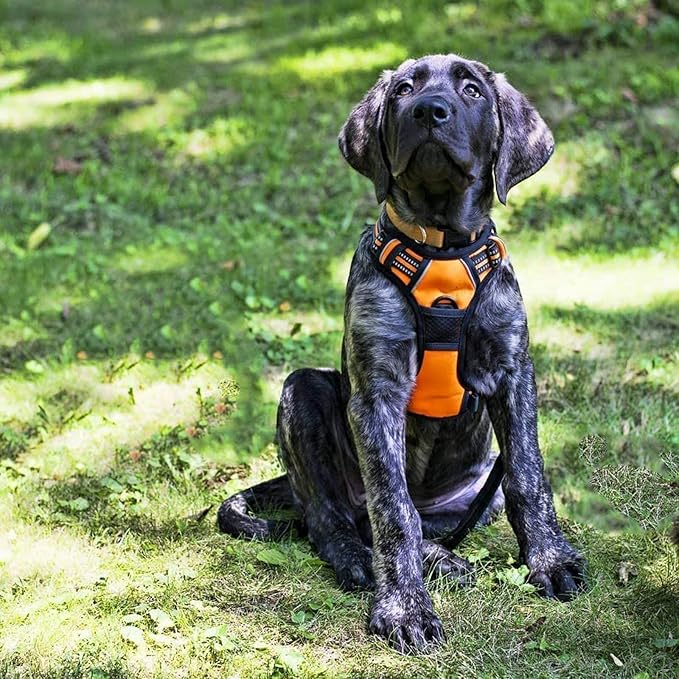 rabbitgoo Dog Harness No Pull - Image 8