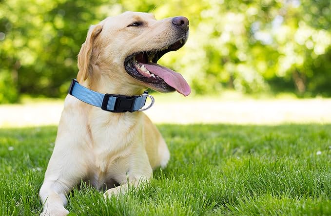 Native Pup Basic Nylon Dog Collar, Adjustable - Image 7