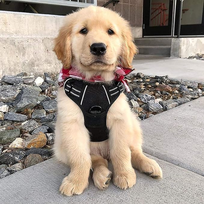 rabbitgoo Dog Harness No Pull - Image 8