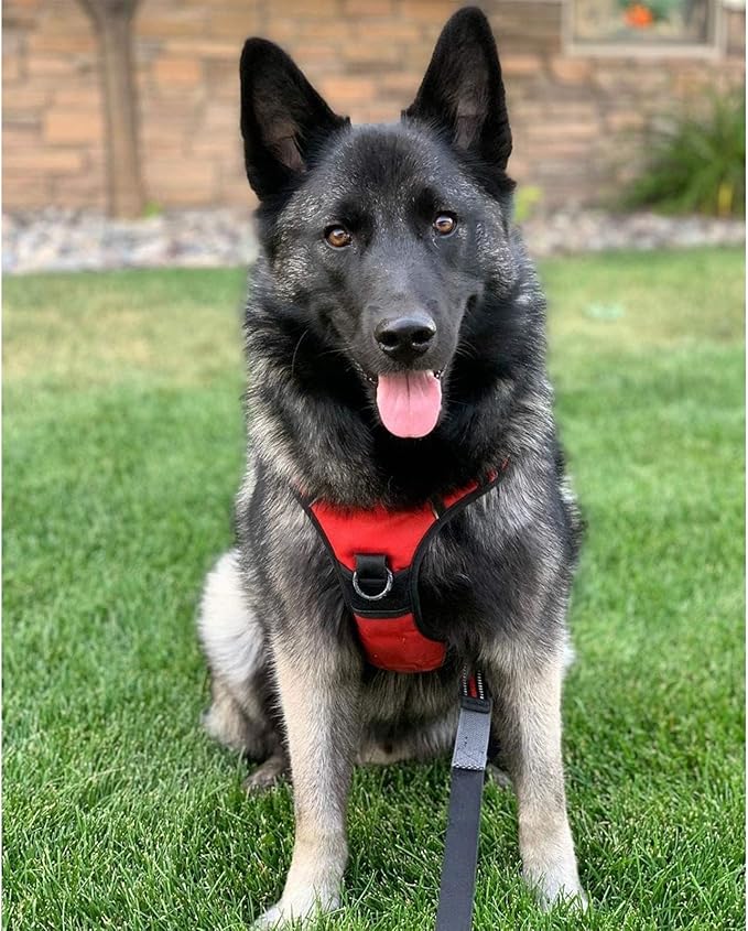 rabbitgoo Dog Harness, No-Pull Pet Harness - Image 8