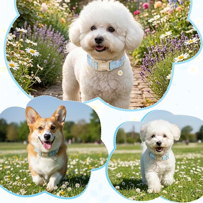 Dog Collar for Small Medium Large Dogs, Spring Blue Dog Collars - Image 5