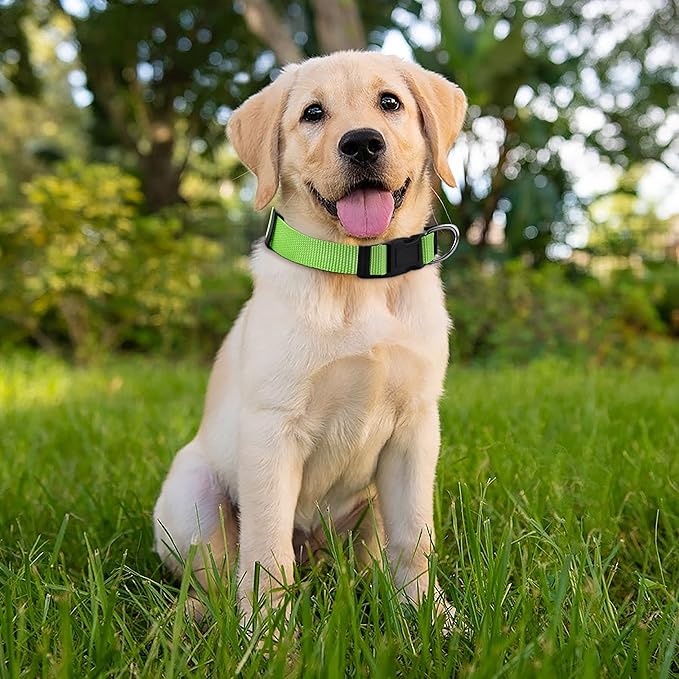 Native Pup Basic Nylon Dog Collar, Adjustable - Image 6