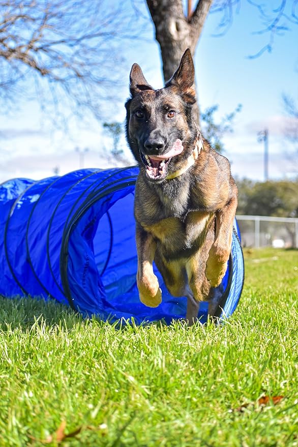 Better Sporting Dogs 3 Piece Essential Dog Agility Equipment Set | Agility Jump - Image 9