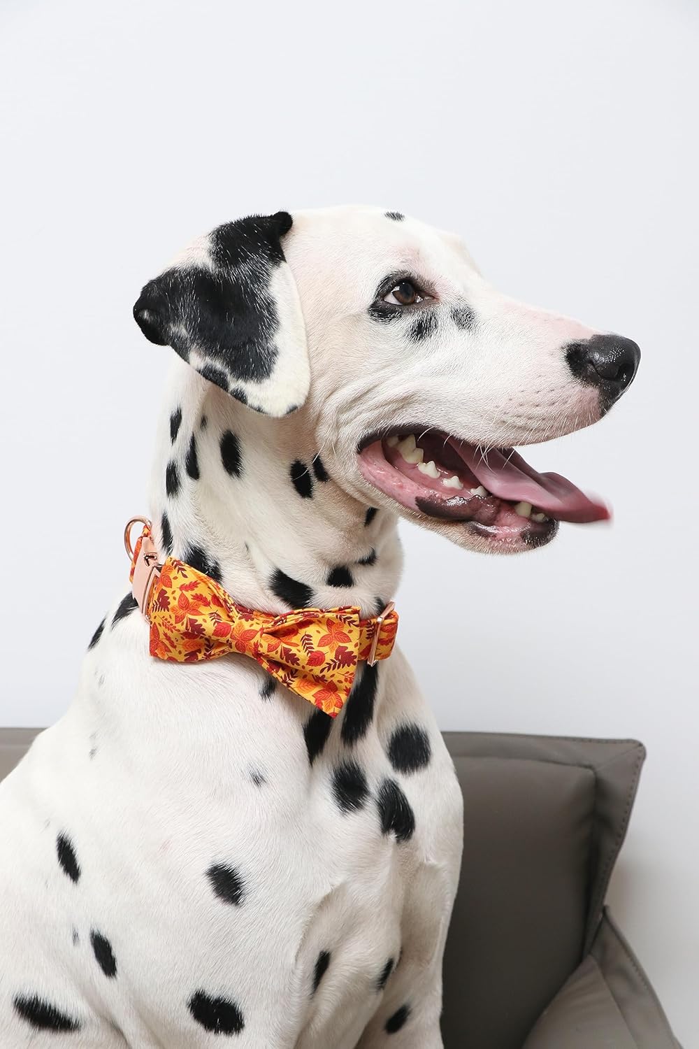 Lionet Paws Dog Collar with Bowtie - Cute Cotton Adjustable Fall Bowtie Dog Collar with Metal Buckle for Small Medium Large Dog Girl Boy Gift, S, Neck 10-16in
