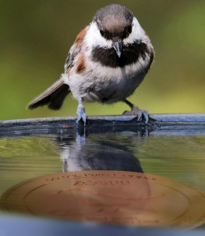 Bird Bath Copper Disk, 125mm Diameter, 0.6mm Gauge 99.9% Pure Copper Bird Bath - Image 6