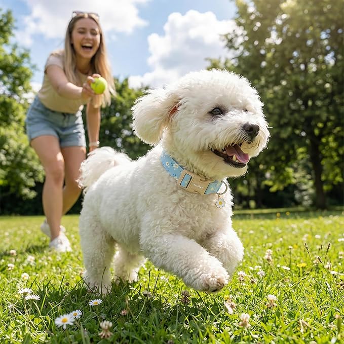 Dog Collar for Small Medium Large Dogs, Spring Blue Dog Collars - Image 7