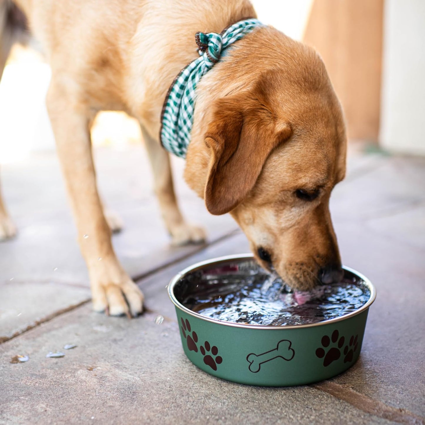 Loving Pets Bella Dog Bowls- Stainless Steel Dog & Cat Bowls - Spill Proof Dog Food Bowl, Cat Bowl, Puppy Essentials & Pet Supplies Great for Home & Travel (Medium 20-25 lbs, Artichoke)