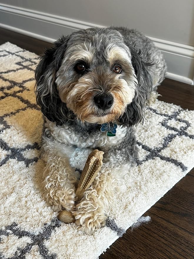 SPOT Bam-Bones Plus T-Bone, Bamboo Fiber & Nylon Dog Chew, Durable - Image 15