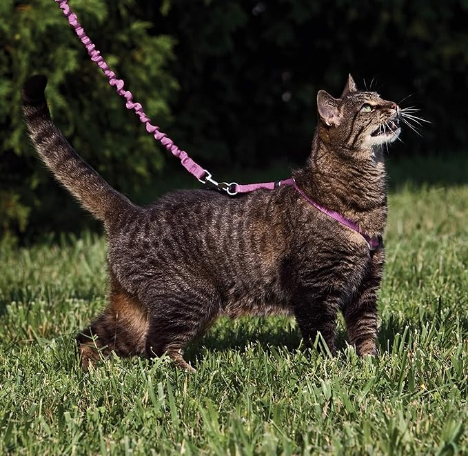 PetSafe Come with Me Kitty Harness and Bungee Leash Adjustable, Lightweight - Image 2