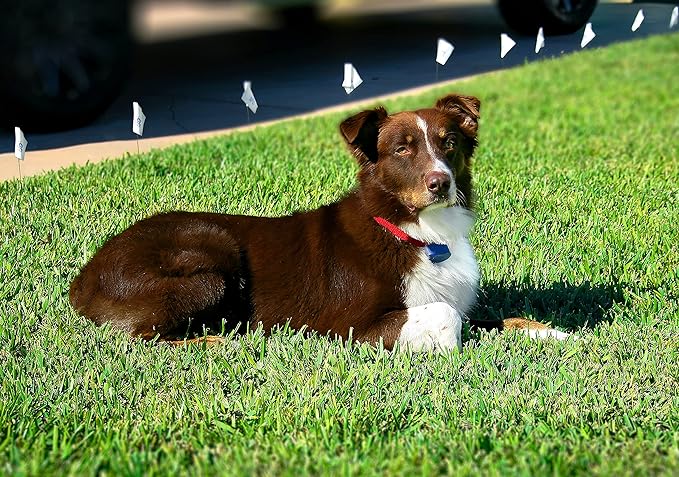 Extreme Dog Fence Active Additional Fence Dog Collar - Image 3