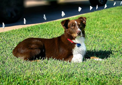 Extreme Dog Fence Active Additional Fence Dog Collar - Image 3