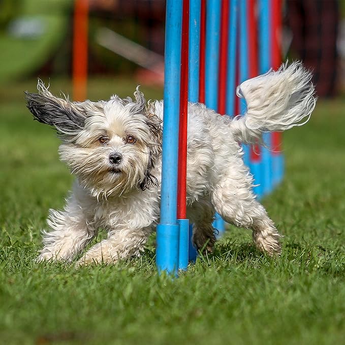 Relaxdays Colourful Wooden Pet Seesaw - Image 3