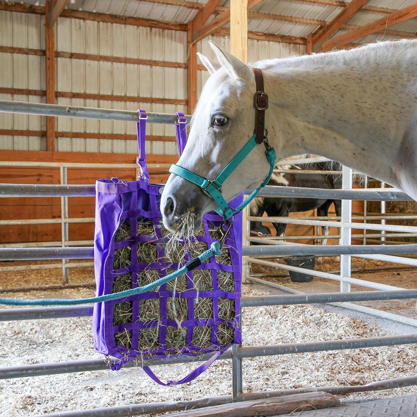Majestic Ally Leather Halter with Matching Lead Rope for Horses – Leather Breakaway Crown - Adjustable Chin Strap – Rolled Throat Latch – Padded Noseband – Full (Turquoise-Black Nickel, Full)