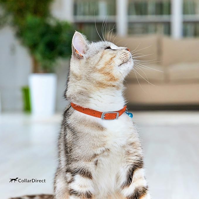 CollarDirect Leather Cat Collar - Image 6