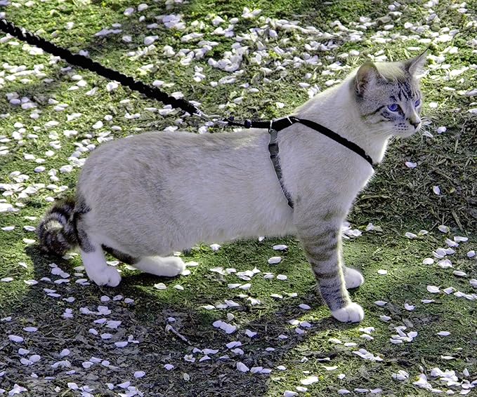 PetSafe Come with Me Kitty Harness and Bungee Leash Adjustable, Lightweight - Image 2