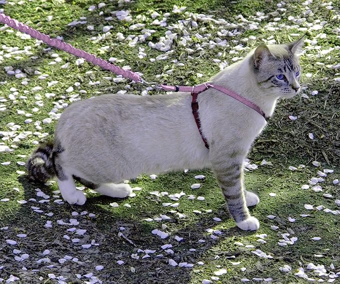 PetSafe Come with Me Kitty Harness and Bungee Leash Adjustable, Lightweight - Image 2