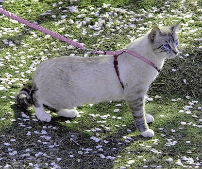 PetSafe Come with Me Kitty Harness and Bungee Leash Adjustable, Lightweight - Image 2