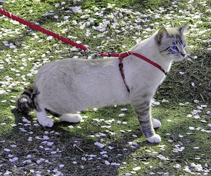 PetSafe Come with Me Kitty Harness and Bungee Leash Adjustable, Lightweight - Image 2