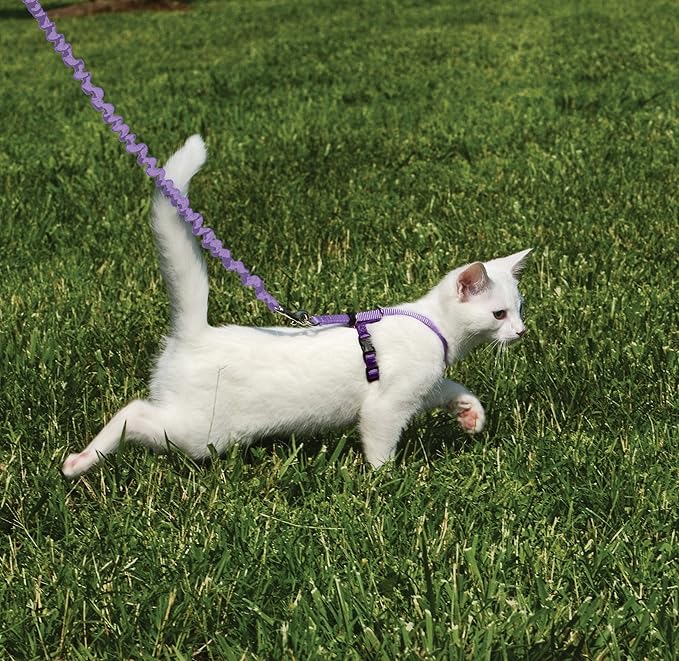 PetSafe Come with Me Kitty Harness and Bungee Leash Adjustable, Lightweight - Image 2