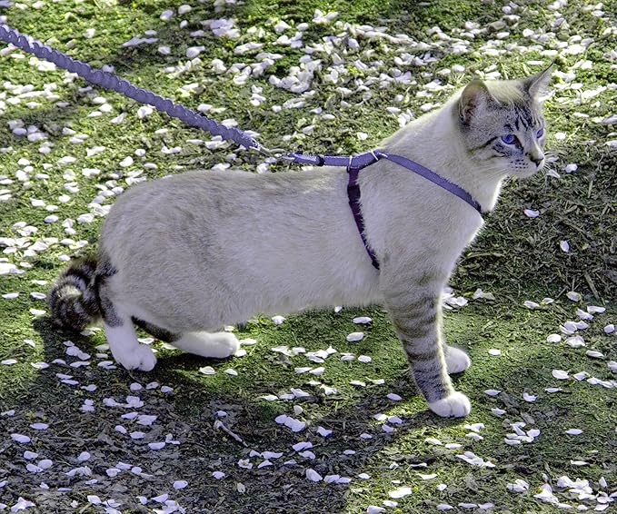 PetSafe Come with Me Kitty Harness and Bungee Leash Adjustable, Lightweight - Image 2