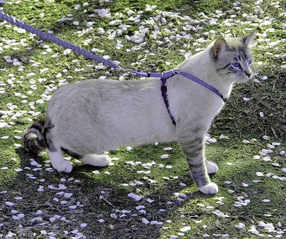 PetSafe Come with Me Kitty Harness and Bungee Leash Adjustable, Lightweight - Image 2